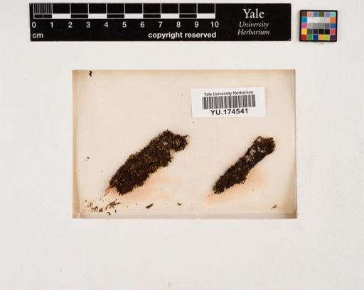 Plantae