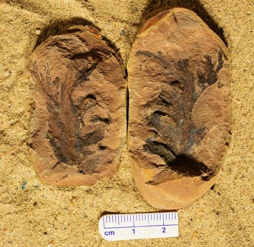 Aphlebia