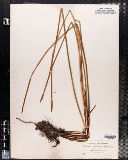 Eleocharis quadrangulata