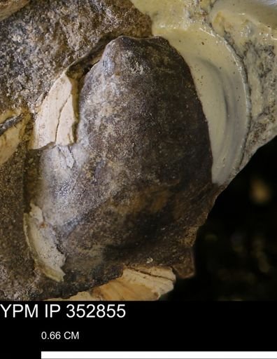 undet. Bivalvia