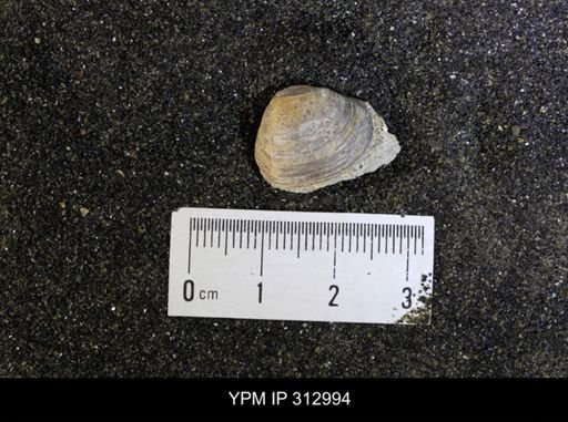 Corbicula