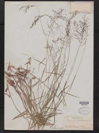 Panicum dichotomum