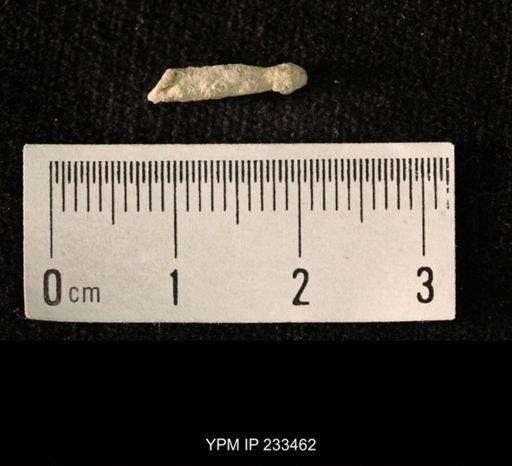 Archaeocidaris sp.