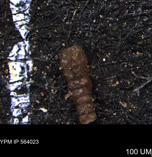 Foraminiferida