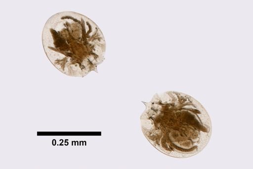 Testudinella