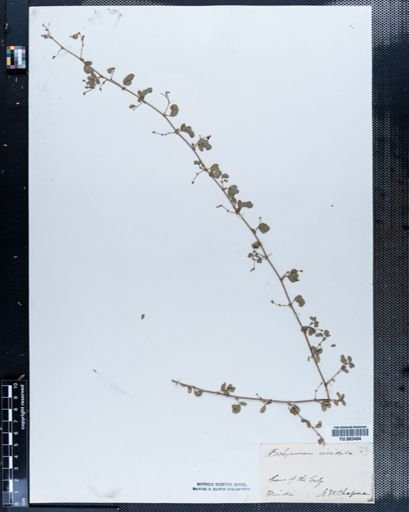 Aeschynomene
