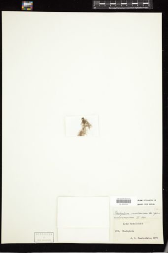 Cladophora membranacea