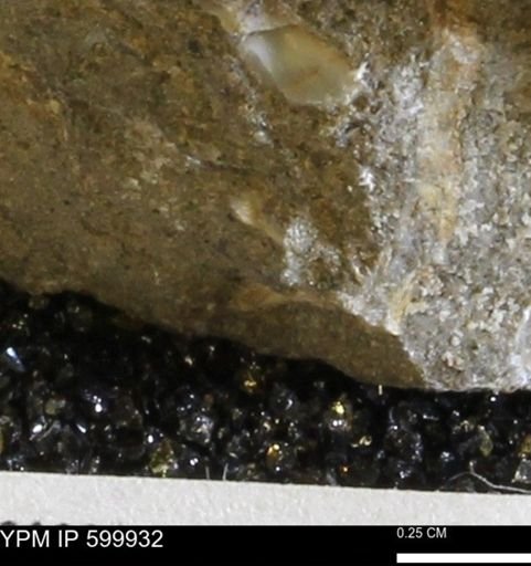 undet. Bivalvia