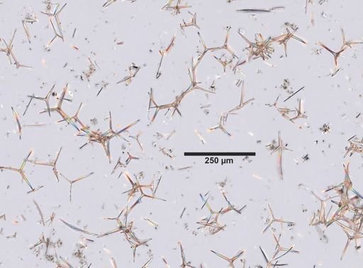 Clathrina cancellata