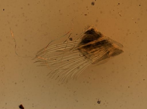 Harmothoe imbricata