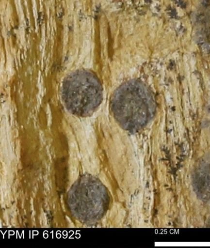 Teredo sp.