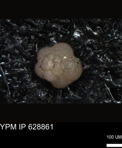 undet. Foraminiferida