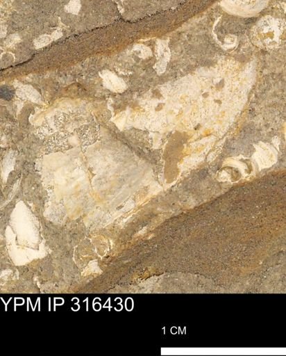 undet. Mollusca