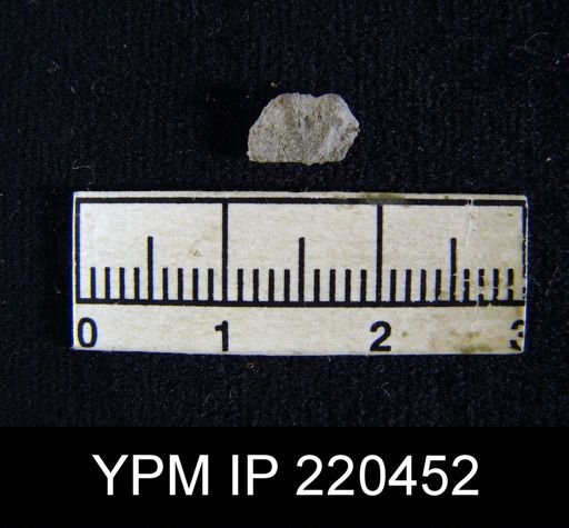 Chonetina flemingi var. plebeia