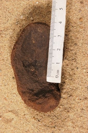 Angiospermopsida