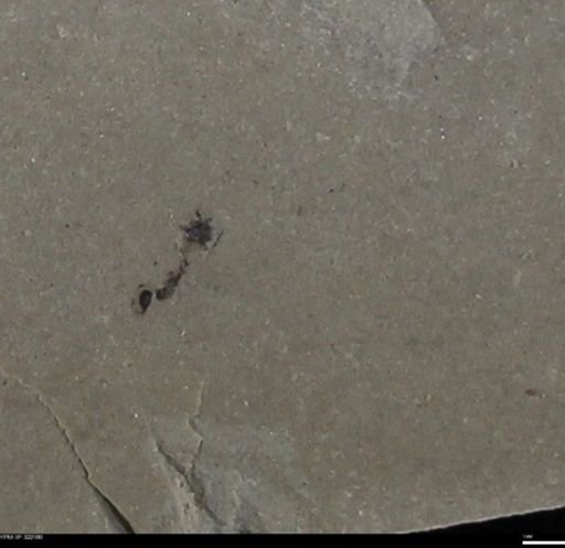 undet. Insecta