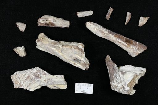 undet. Actinopterygii