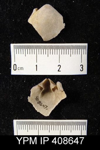undet. Meristellidae