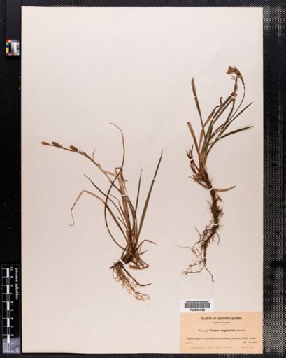 Carex varia