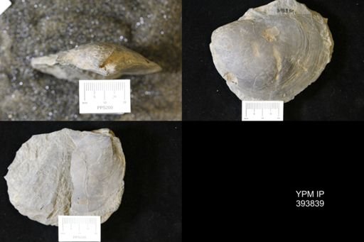 Actinodesma erectum