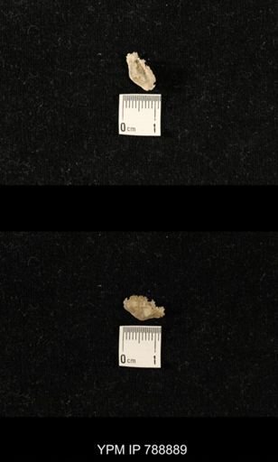 undet. Brachiopoda