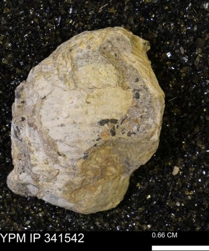 Scaphites sp.