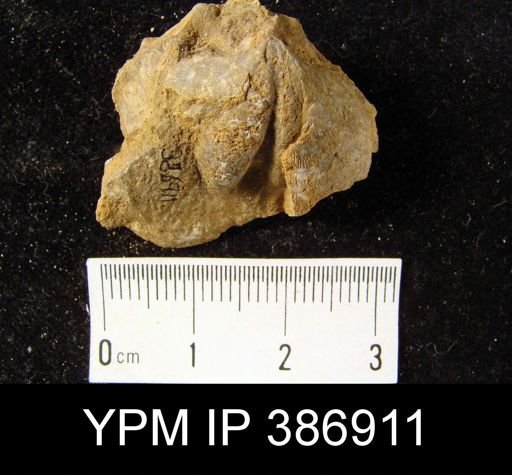 Dalmanella eminens