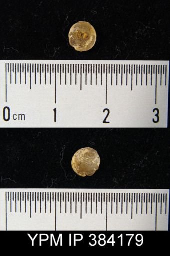 Pholidops terminalis