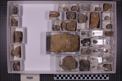 mixed taxa, stratigraphic collection