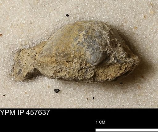 Helaspis sp.