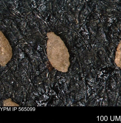 Verneuilina canadensis