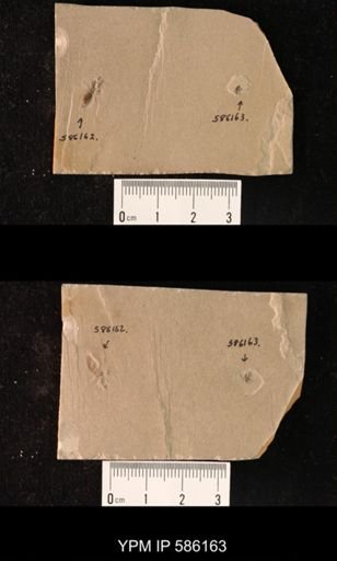 undet. Brachycera