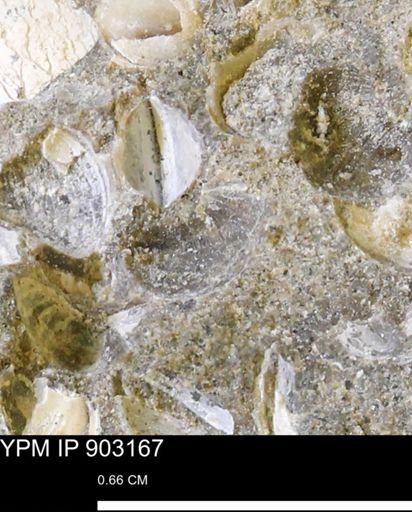 undet. Bivalvia