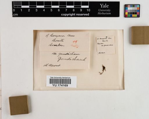 Plantae