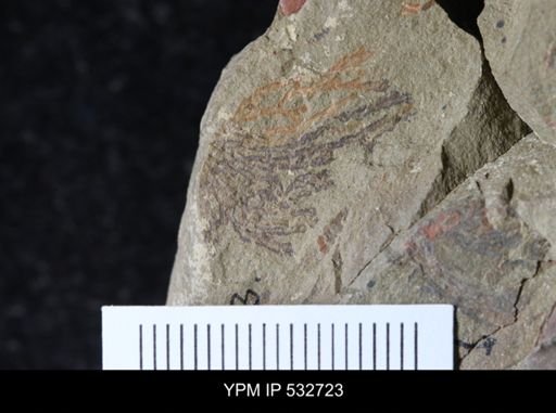 undet. Graptolithina