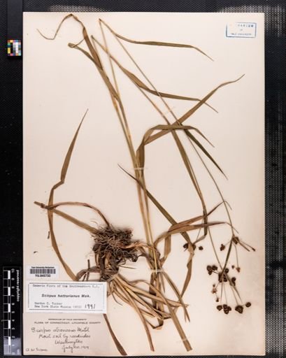 Scirpus hattorianus
