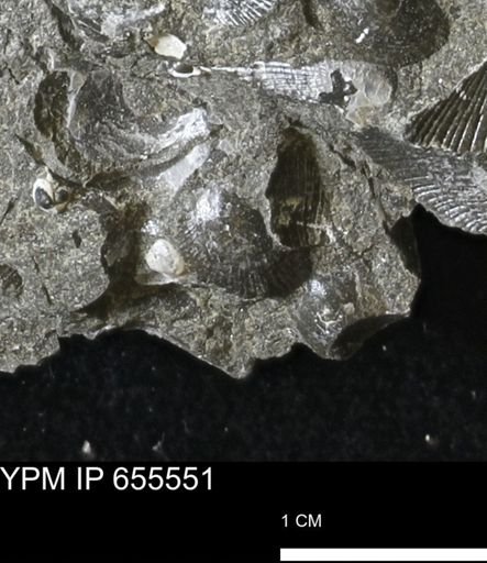 Oxytoma (Hypoxytoma) nebrascana