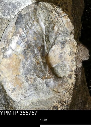 undet. Scaphitidae