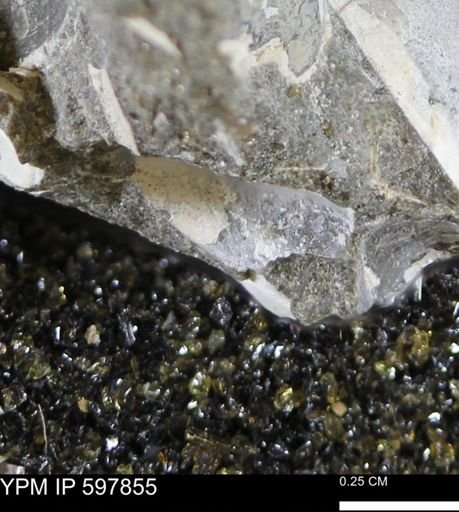 Limopsis striatopunctatus