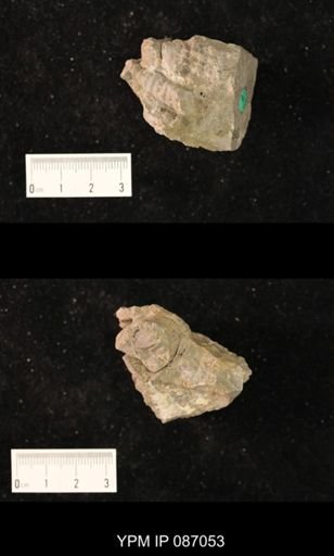 Protocycloceras lamarcki