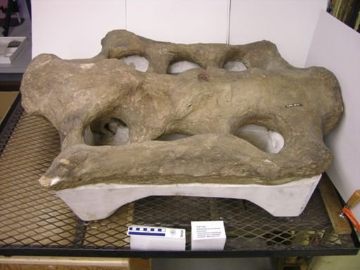 Titanosaurus montanus