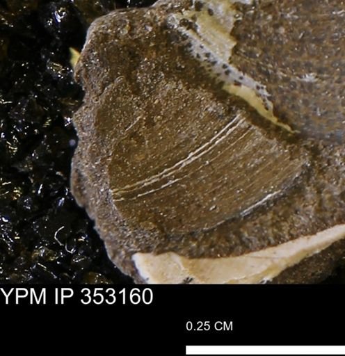 Limopsis striatopunctatus
