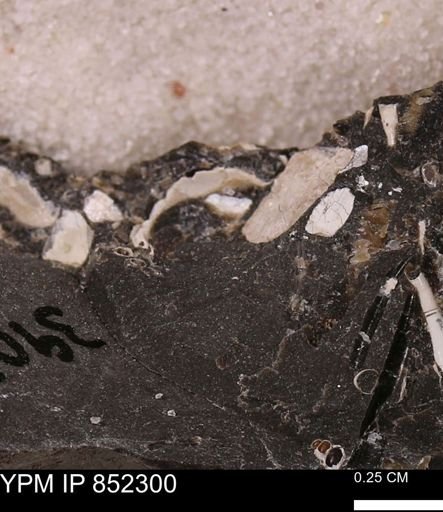 undet. Bivalvia