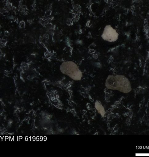 undet. Foraminiferida