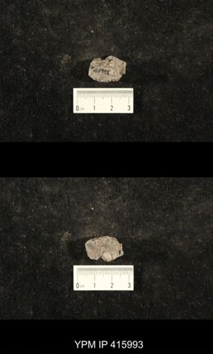 Euphemites carbonarius