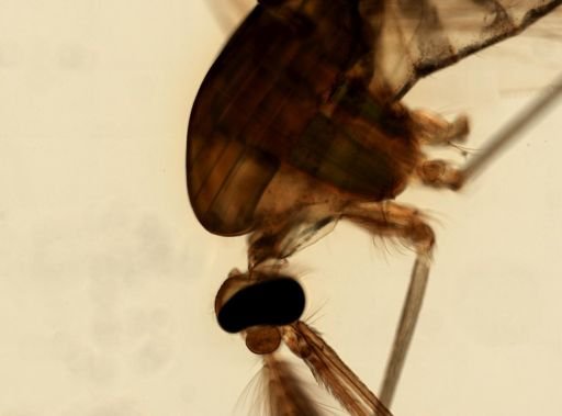 Anopheles