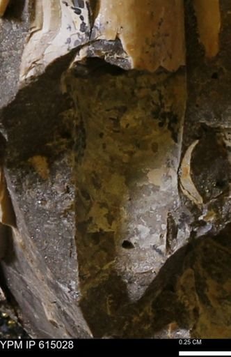 Baculites sp.