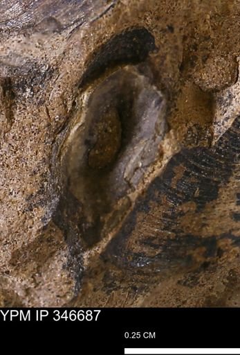undet. Mollusca