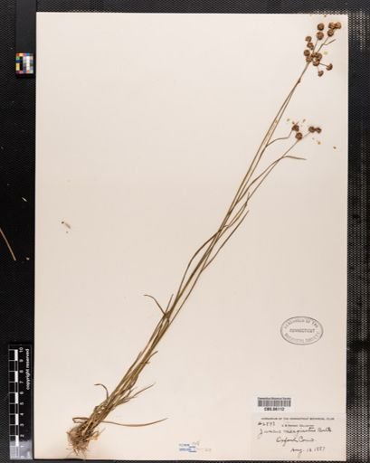 Juncus marginatus