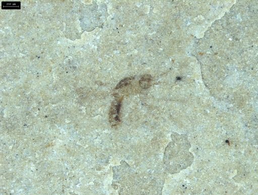 undet. Diptera